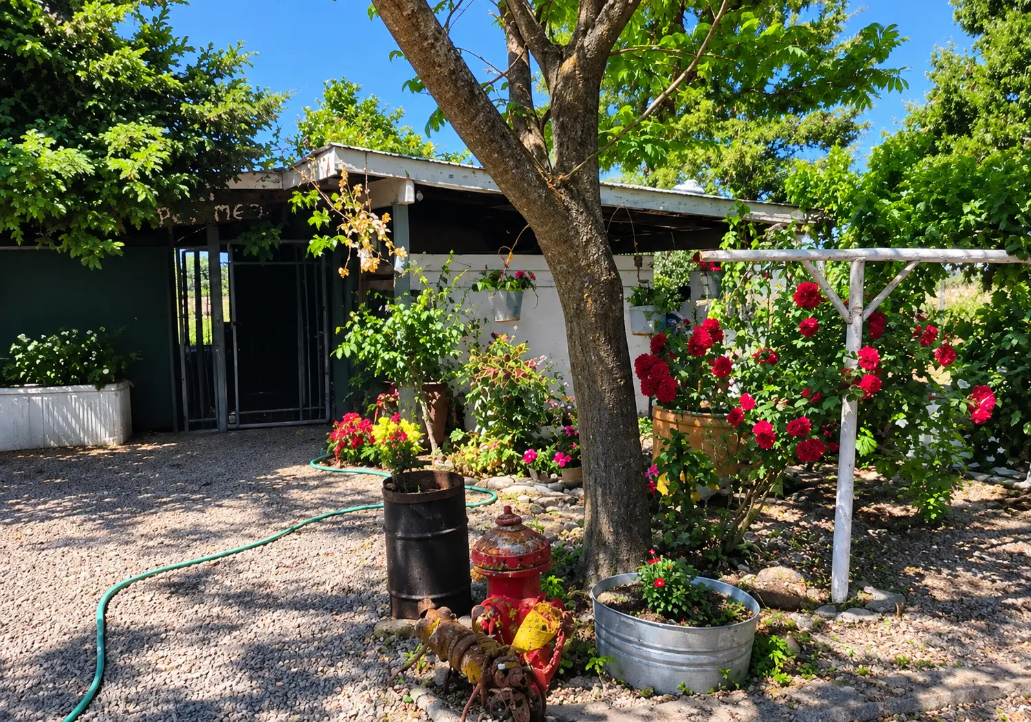 The shaded kennel garden with roses