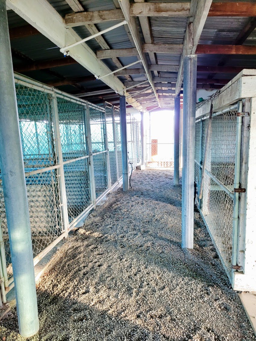 Covered kennel runs at Highland Springs Kennel